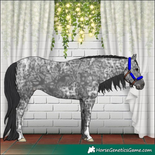 Horse Color:Black Ice 