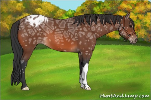 Horse Color:Bay Ice Appaloosa 