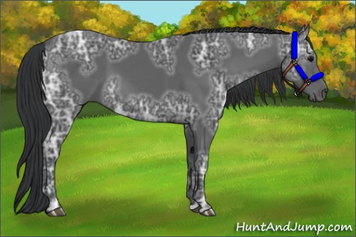 Horse Color:Black Ice