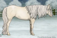 Horse Color:Palomino Pearl Dun Rabicano