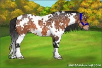 Horse Color:White Spotted Brown Ice