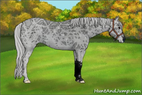 Horse Color:ERROR: UNKNOWN ANOMALY