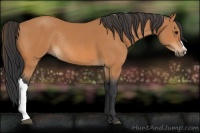 Horse Color:Bay Rabicano
