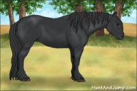 Horse Color:Black 