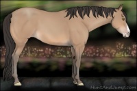 Horse Color:Amber Champagne Splash 
