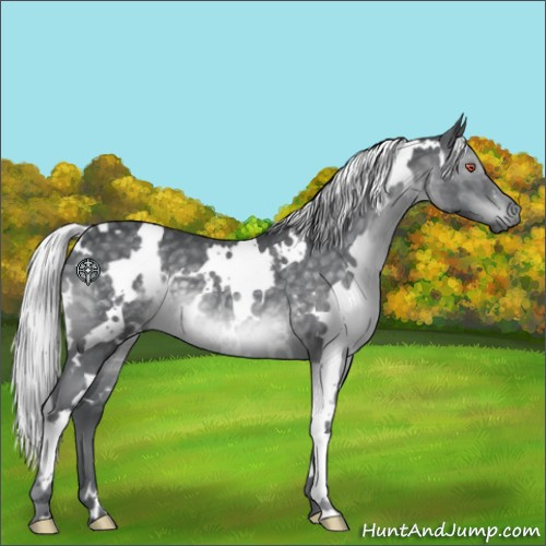 Horse Color:White Spotted Silver Black Chinchilla