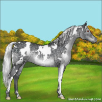 Horse Color:White Spotted Silver Black Chinchilla 