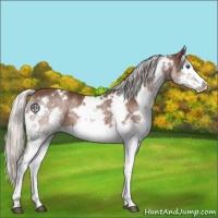 Horse Color:White Spotted Silver Black Splash 