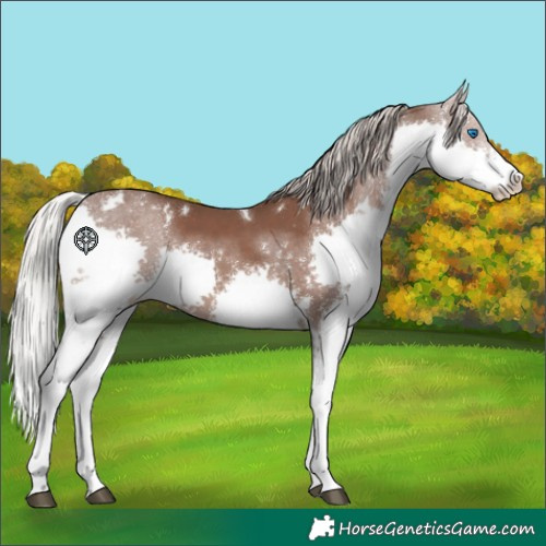Horse Color:White Spotted Silver Black Splash 