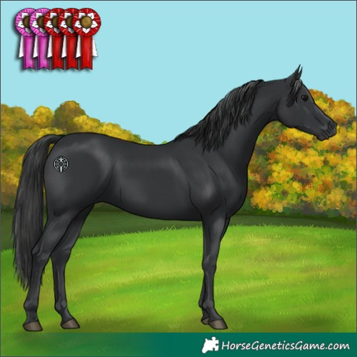 Horse Color:Black 