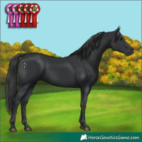 Horse Color:Black 
