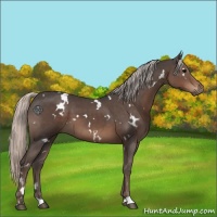 Horse Color:White Spotted Silver Black 