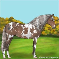 Horse Color:White Spotted Silver Black 