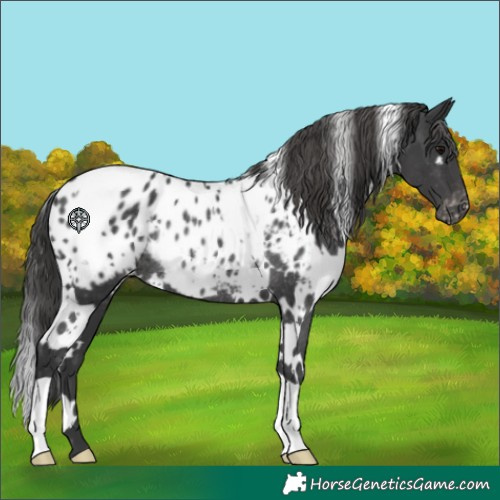 Horse Color:White Spotted Black Blanket Rabicano