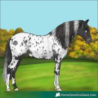 Horse Color:White Spotted Black Blanket Rabicano 