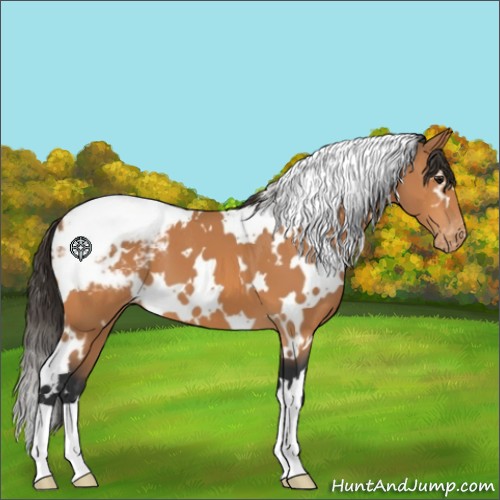 Horse Color:White Spotted Bay Appaloosa 