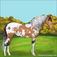 Horse Color:White Spotted Bay Appaloosa 