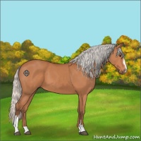 Horse Color:Silver Bay Sabino