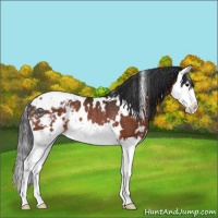 Horse Color:White Spotted Bay Splash Appaloosa Rabicano 