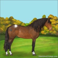 Horse Color:Buckskin Appaloosa Rabicano 