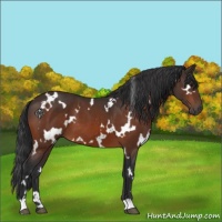 Horse Color:White Spotted Brown 