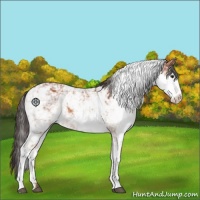 Horse Color:Brown Sabino