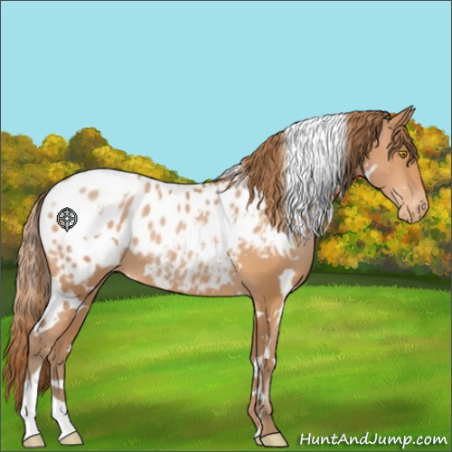 Horse Color:White Spotted Bay Pearl Appaloosa 