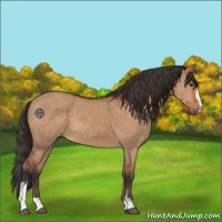 Horse Color:Bay Dun Sabino 