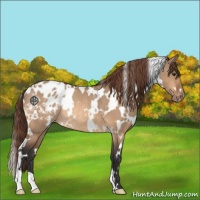 Horse Color:White Spotted Bay Dun Varnish Rabicano 