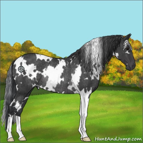 Horse Color:White Spotted Black Rabicano 