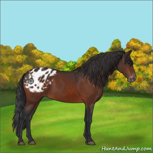 Horse Color:Brown Appaloosa