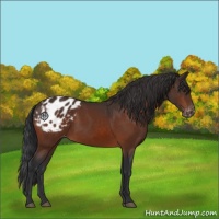 Horse Color:Brown Appaloosa 