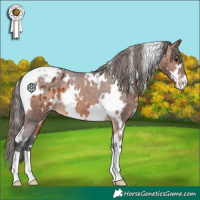 Horse Color:White Spotted Brown Blanket 