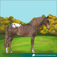 Horse Color:Liver Chestnut Appaloosa Rabicano