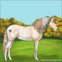 Horse Color:White Spotted Buckskin Pearl