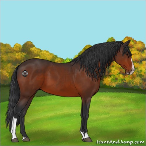 Horse Color:Brown Sabino