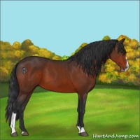 Horse Color:Brown Sabino