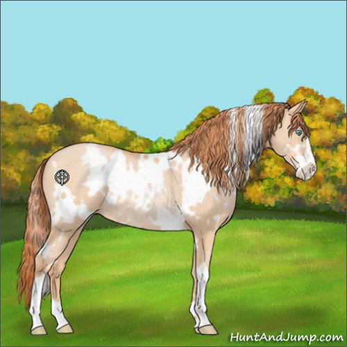 Horse Color:White Spotted Buckskin Pearl Sabino Rabicano 
