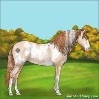 Horse Color:White Spotted Buckskin Pearl Sabino Rabicano 