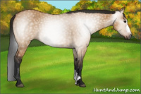 Horse Color:Gray Bay Dun 