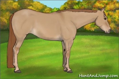 Horse Color:Red Dun 