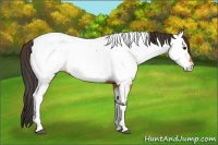 Horse Color:Bay Tobiano Near Fewspot 