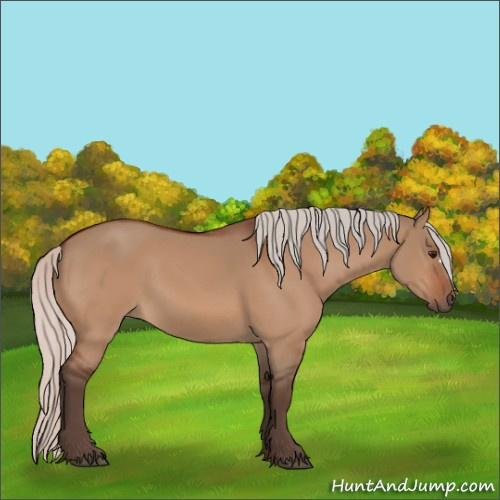 Horse Color:Silver Bay Dun 
