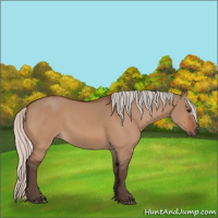 Horse Color:Silver Bay Dun 