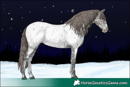 Horse Color:Grullo Ice Appaloosa 