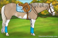 Horse Color:Chestnut Mushroom Splash Appaloosa 