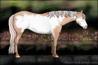 Horse Color:Silver Amber Champagne Frame 