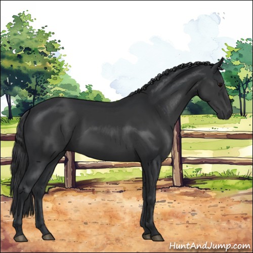 Horse Color:Black Rabicano 