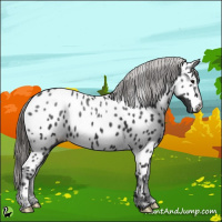 Horse Color:Black Appaloosa 