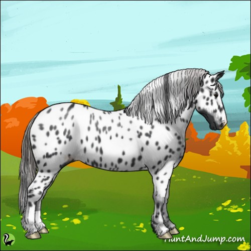 Horse Color:Black Appaloosa